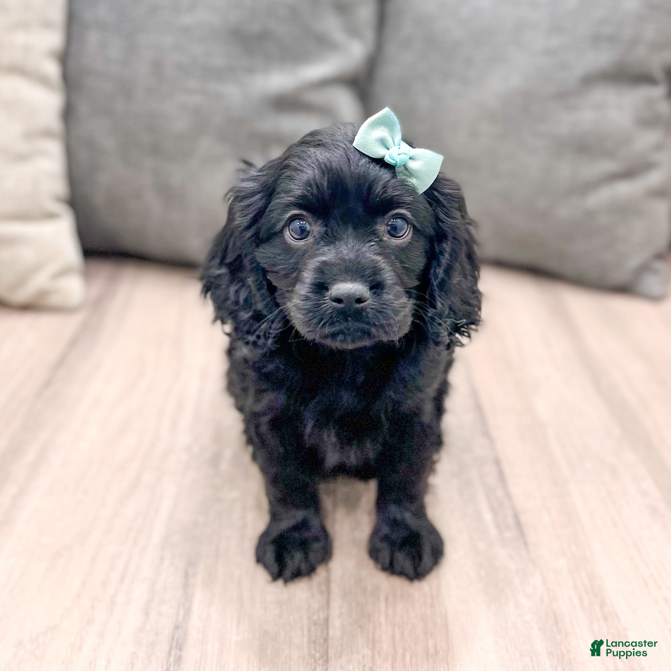 Cavapoo dogs Shadow - Ad 1