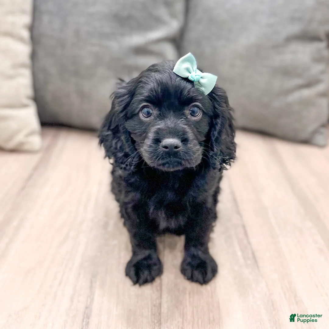 Cavapoo dogs for sale: Shadow - Ad 1