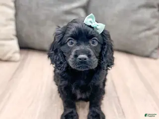 Cavapoo dogs for sale: Shadow - Ad 1