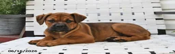 Mixed Breed dogs for sale: Lacy - Ad 2