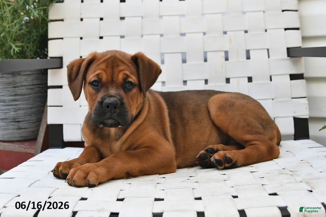 Mixed Breed dogs for sale: Lacy - Ad 2