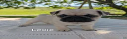 Pug dogs for sale: Lexie - Ad 1