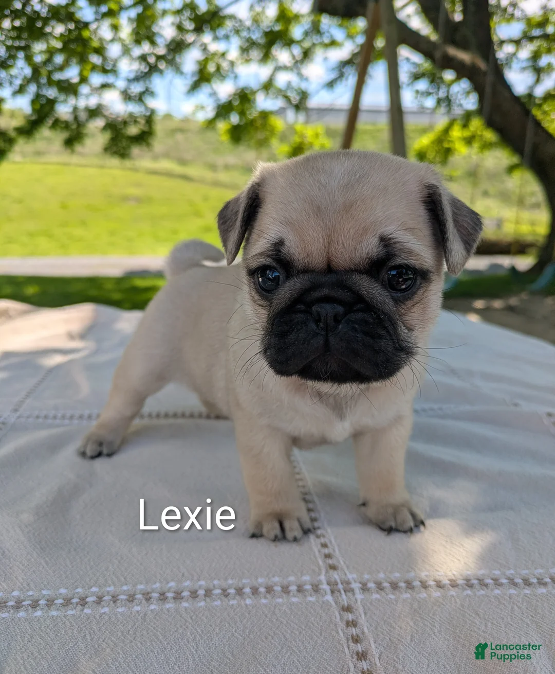 Pug dogs for sale: Lexie - Ad 1