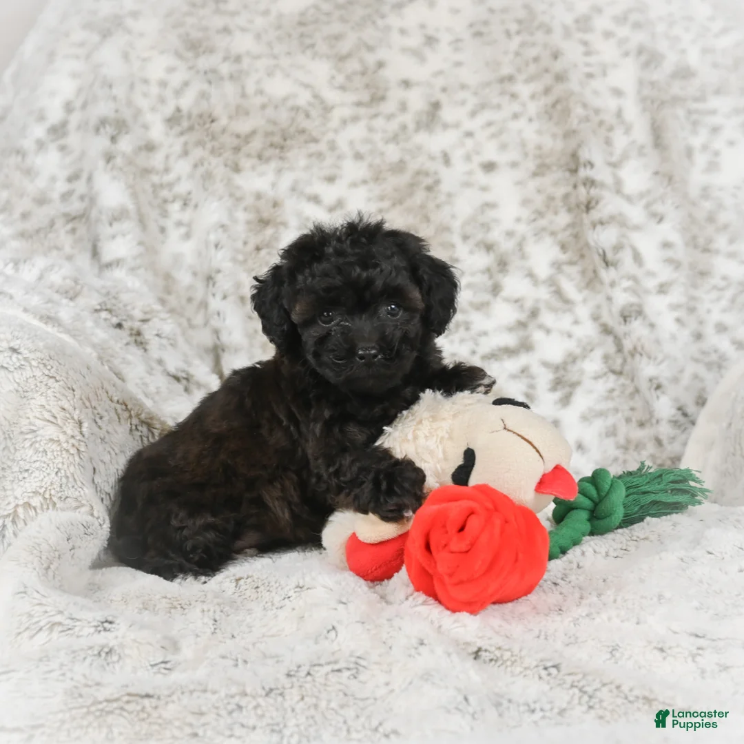 Cavapoo dogs for sale: Tulip - Ad 5