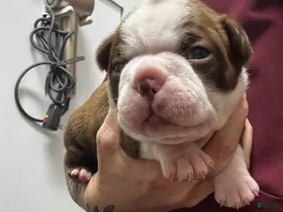 Boston Terrier dogs Boston Terrier Puppy 3 - Ad 4
