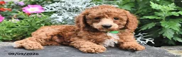 Miniature Poodle dogs for sale: Flip  - Ad 3