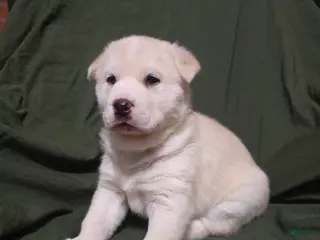 Mixed Breed dogs Ponyo - Ad 31