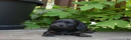 Miniature Dachshund dogs for sale: Abigail - Ad 5