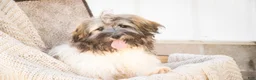 Havanese dogs for sale: Biscotti - Ad 5