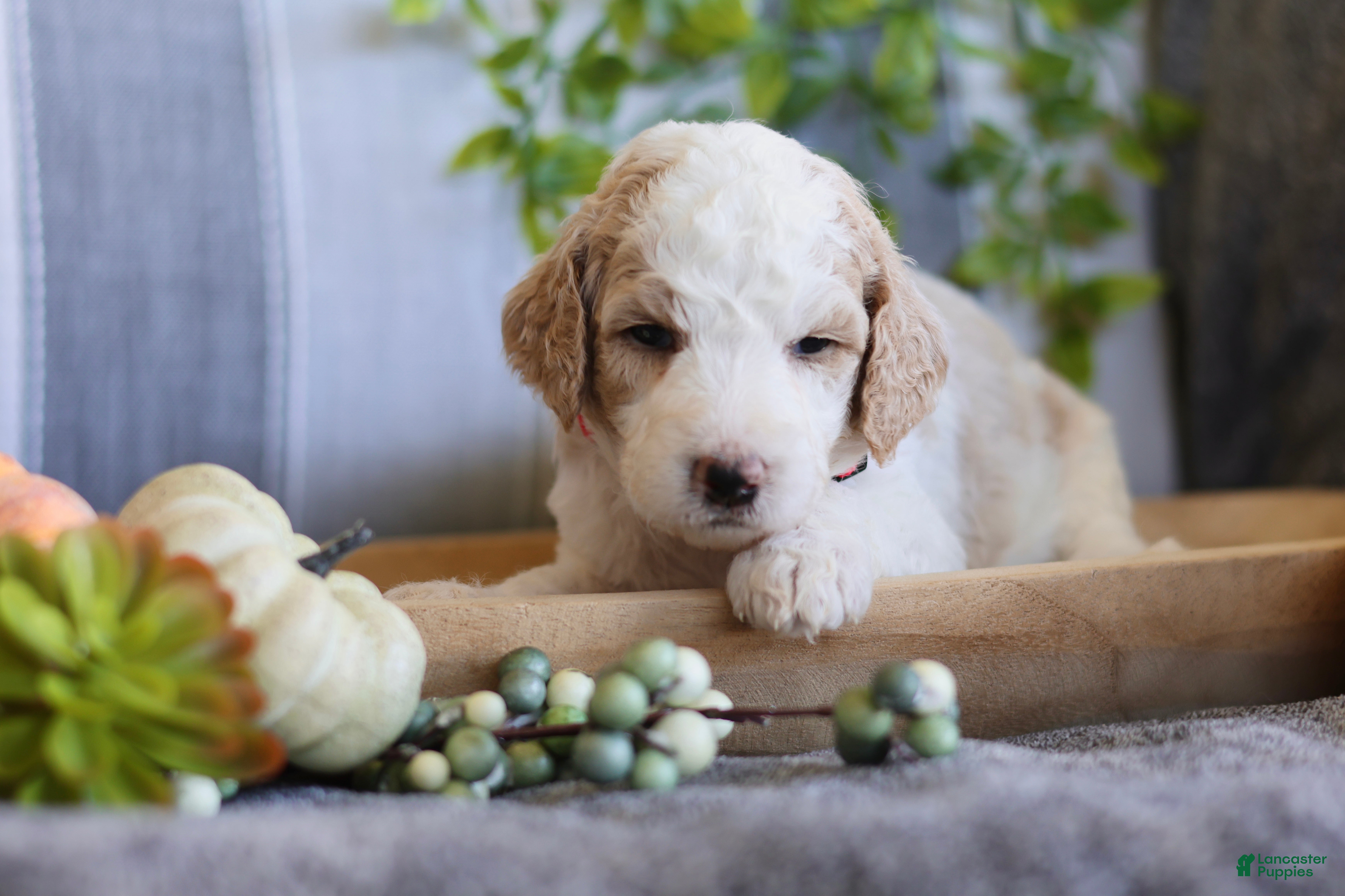 Goldendoodle dogs Roxy - Ad 36