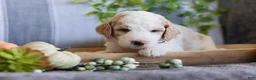 Goldendoodle dogs for sale: Roxy - Ad 1