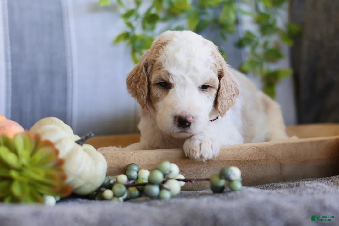 Goldendoodle dogs for sale: Roxy - Ad 1