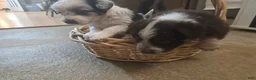 Miniature Australian Shepherd dogs for sale: Miniature Australian Shepherd 3 - Ad 2