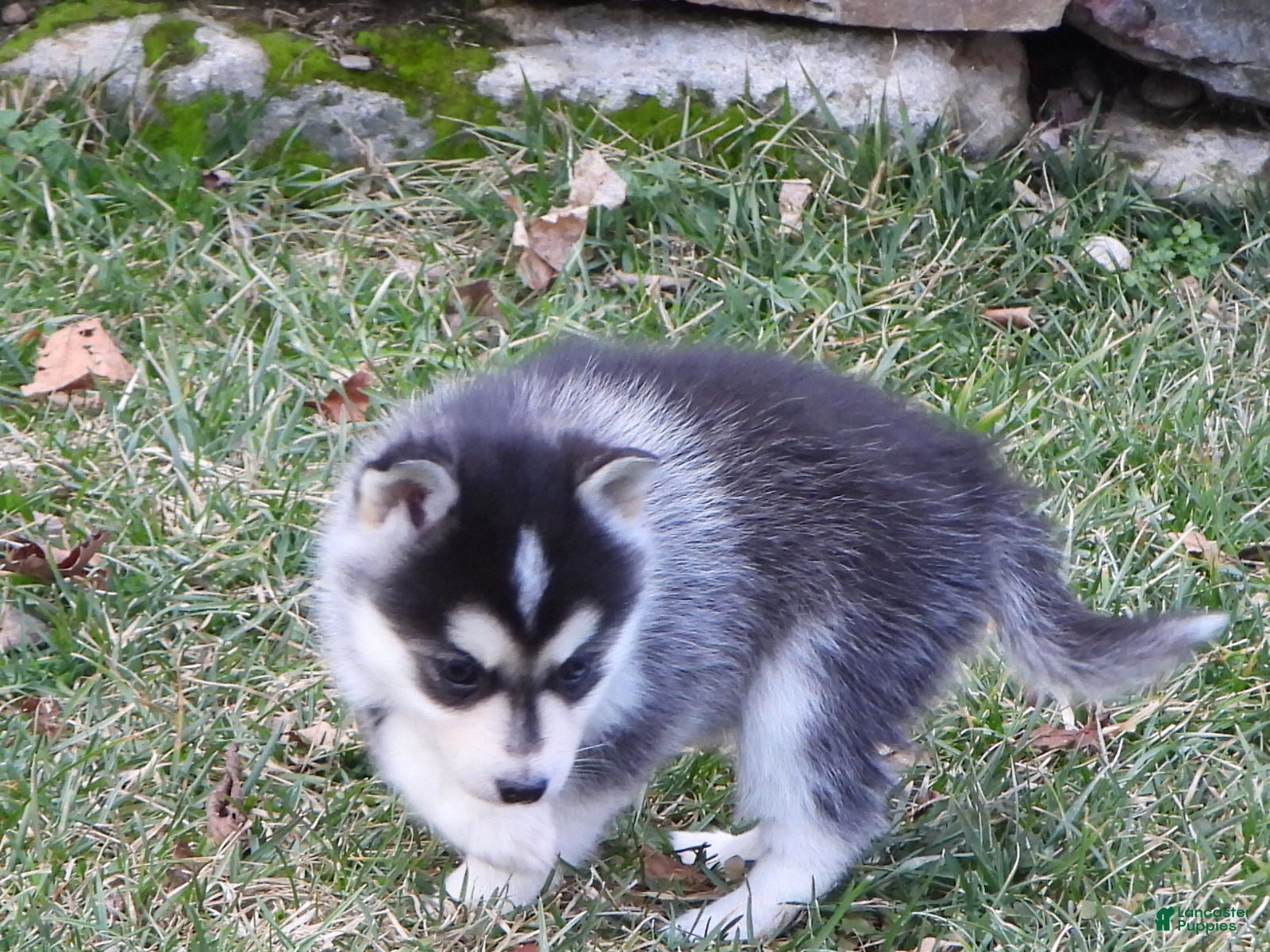 Pomsky dogs Emily - Ad 2