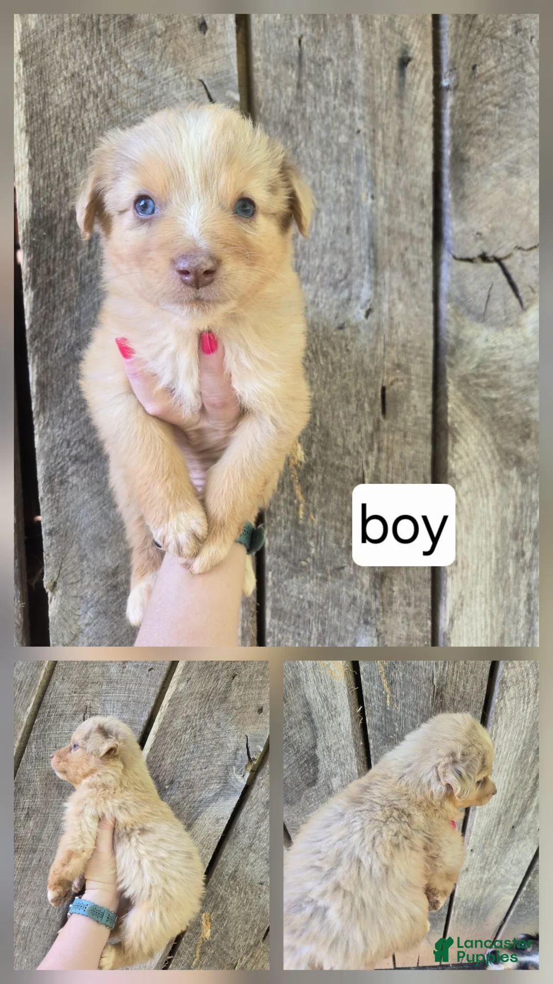 Australian Shepherd dogs for sale: Australian Shepherd Puppy 1 - Ad 1