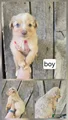 Australian Shepherd Puppy 1