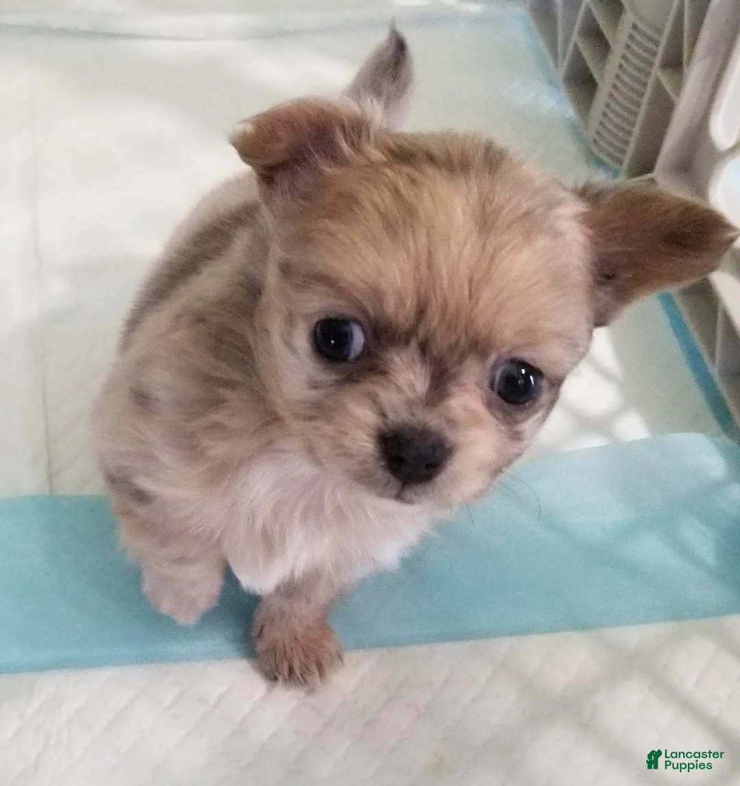 Chihuahua dogs for sale: Chihuahua Puppy 2 - Ad 1