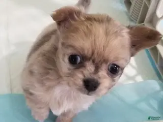 Chihuahua dogs Chihuahua Puppy 2 - Ad 9