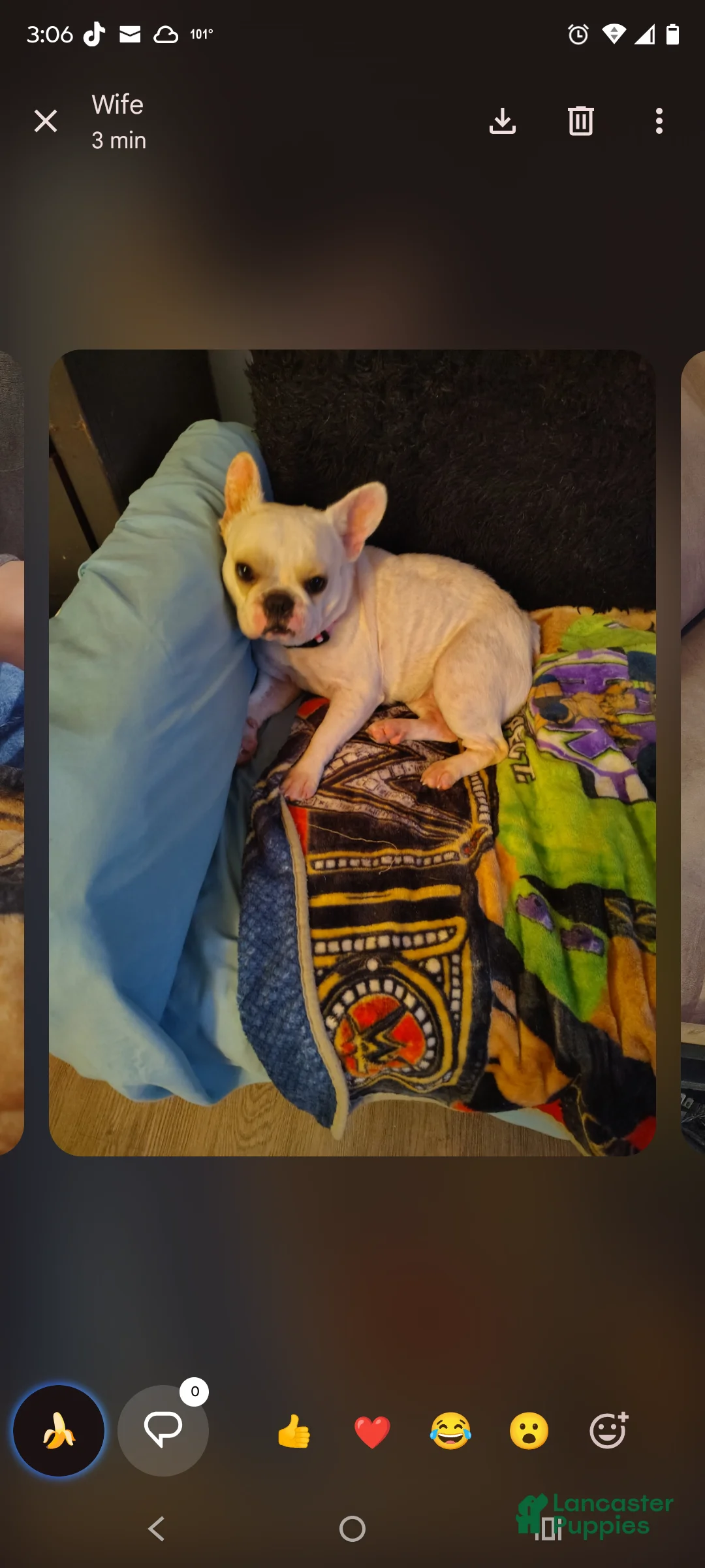 French Bulldog dogs for sale: French Bulldog 1 - Ad 2
