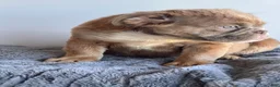 English Bulldog dogs for sale: Sassy - Ad 2