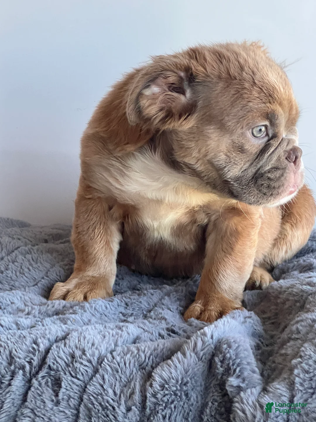English Bulldog dogs for sale: Sassy - Ad 2