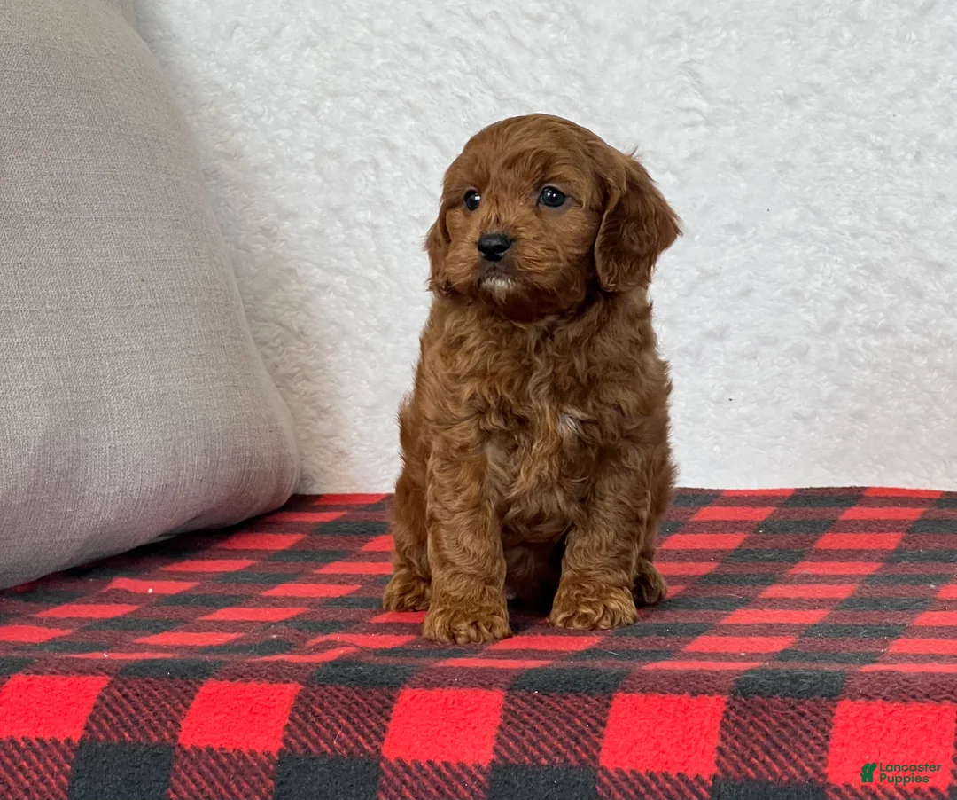 Cavapoo dogs for sale: Coby - Ad 4