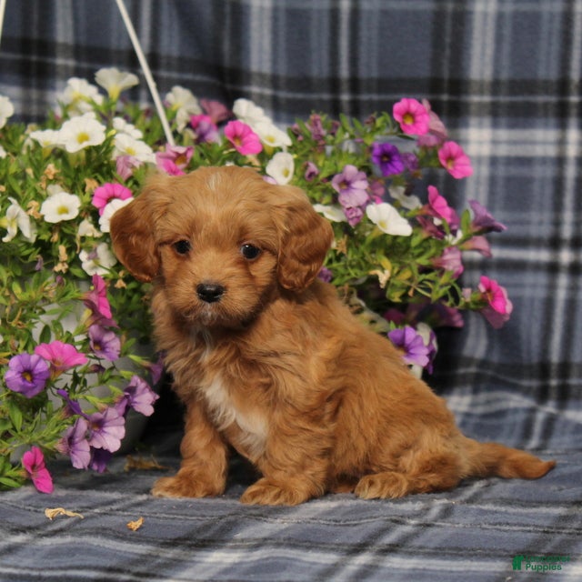 Cavapoo dogs BJ's Waverly - Ad 2