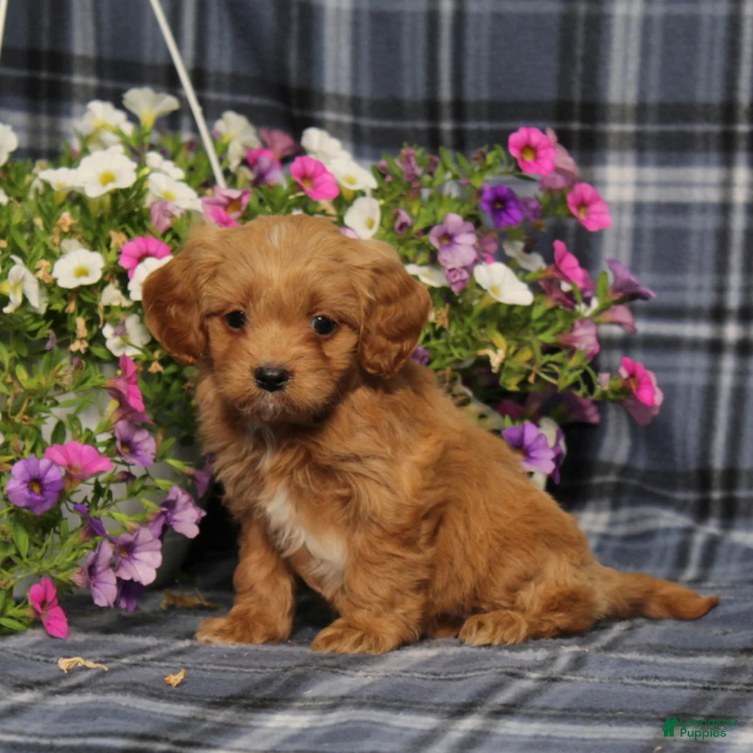 Cavapoo dogs for sale: BJ's Waverly - Ad 2