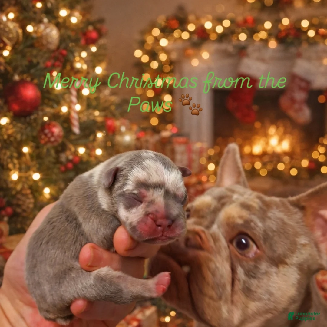 French Bulldog dogs for sale: French Bulldog Puppy 1 - Ad 7