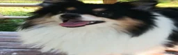 Pomeranian dogs for sale: Oreo Cookie - Ad 3