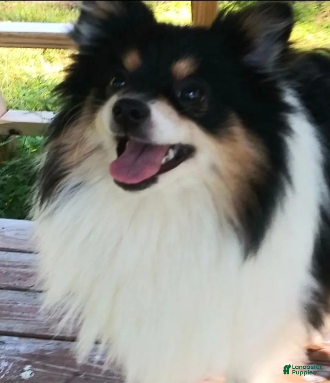 Pomeranian dogs for sale: Oreo Cookie - Ad 3