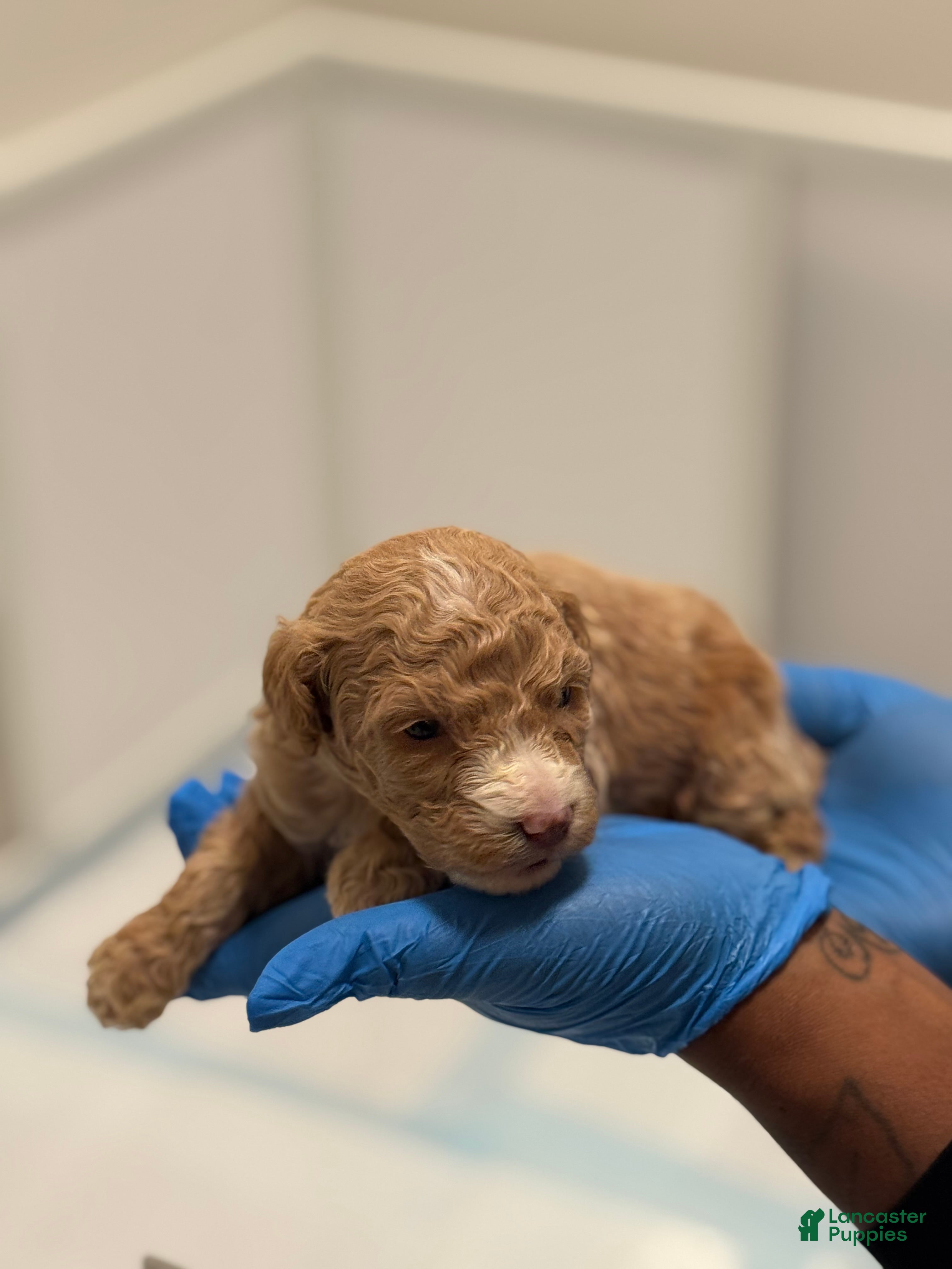 Mini Goldendoodle dogs Mini Goldendoodle ‘Lennox’  - Ad 3