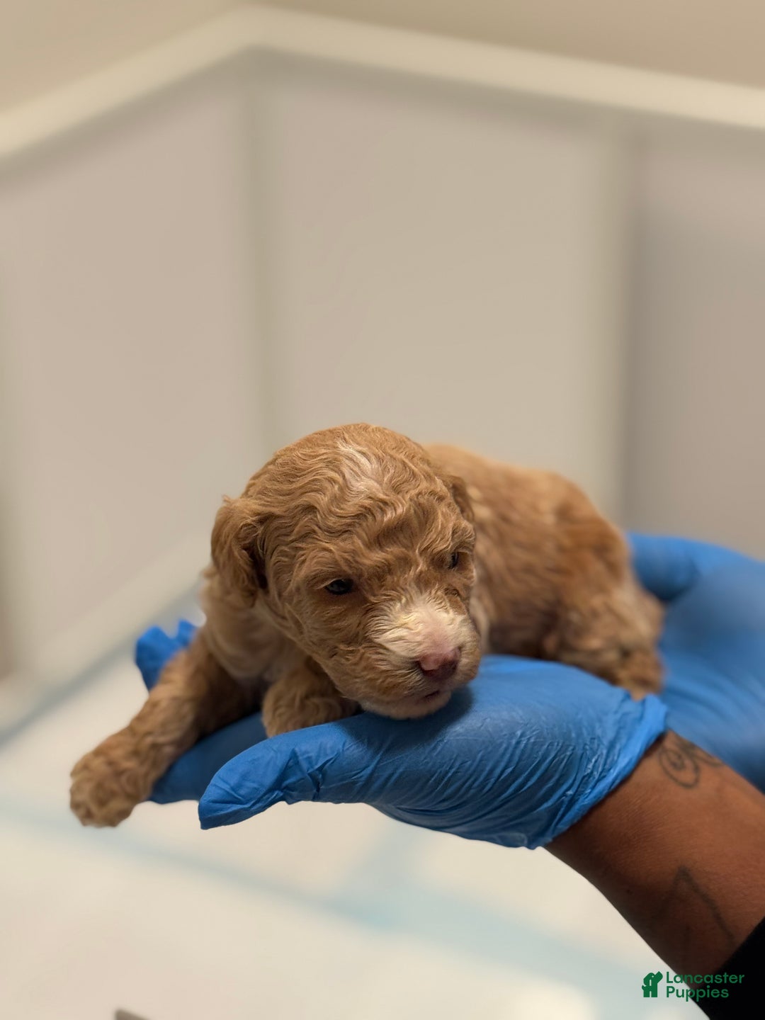 Mini Goldendoodle dogs for sale: Mini Goldendoodle ‘Lennox’  - Ad 1