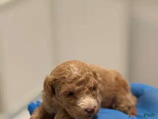Mini Goldendoodle dogs Mini Goldendoodle ‘Lennox’ - Ad 5