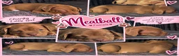 Mixed Breed dogs for sale: Meet Meatball! 🐾💕 - Ad 2