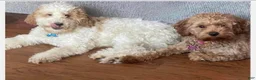 Mini Goldendoodle dogs for sale: Charlie boy  - Ad 2