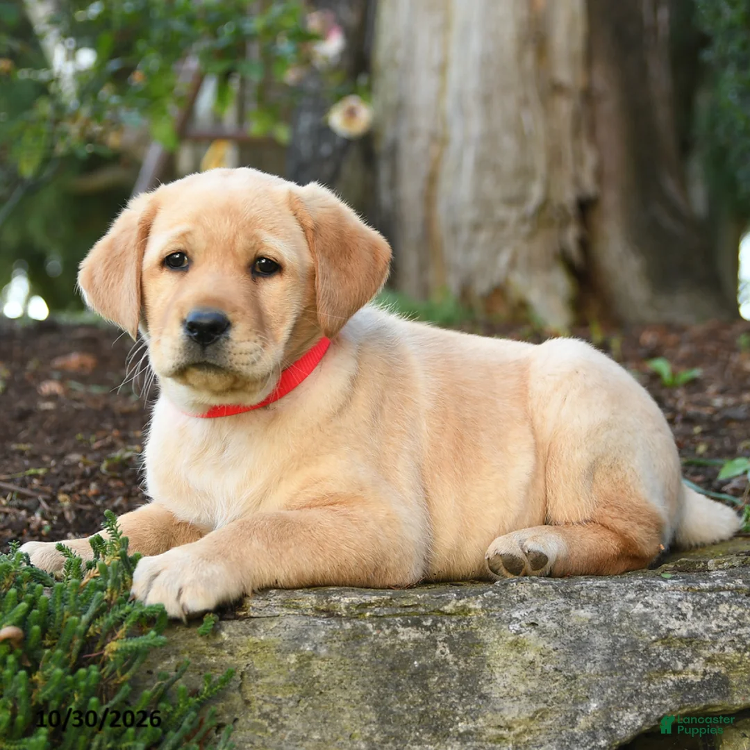 Labrador Retriever dogs for sale: Ariel - Ad 3