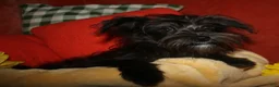 Morkie dogs for sale: Frank - Ad 3