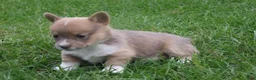 Welsh Corgi Pembroke dogs for sale: Welsh Corgi Pembroke Girl 1 - Ad 4