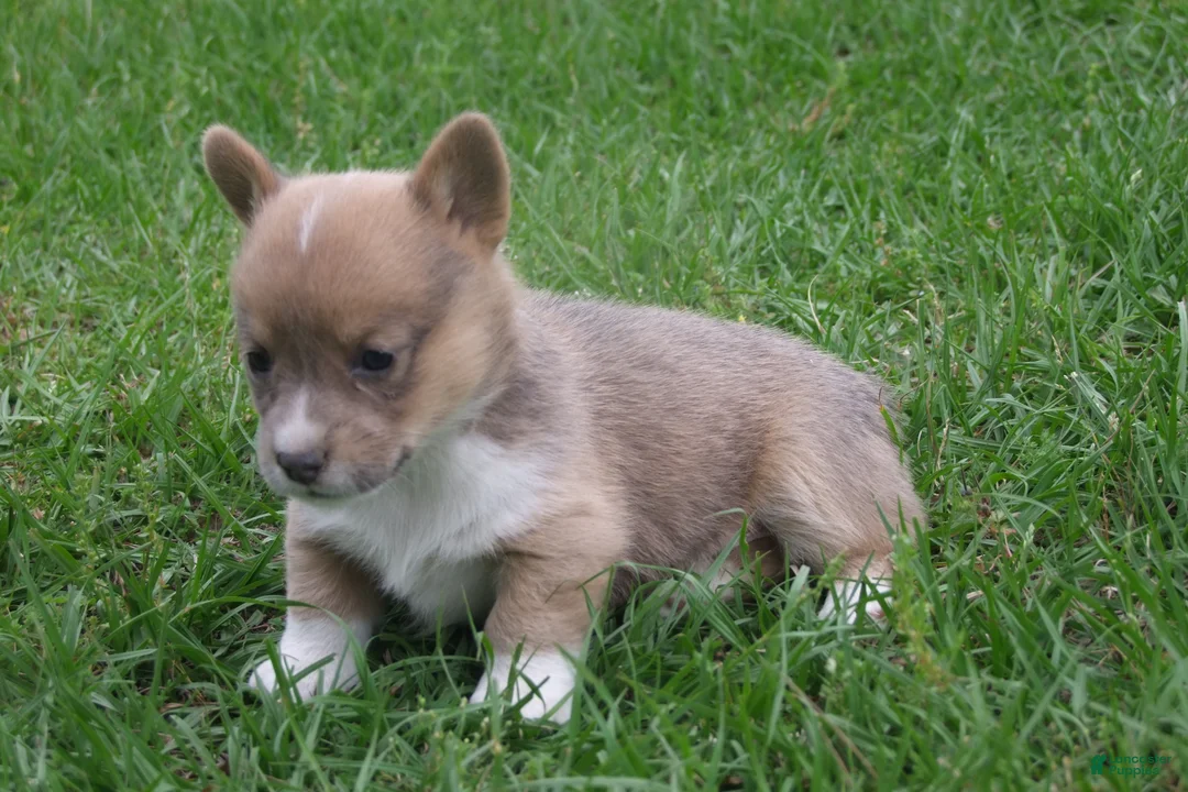 Welsh Corgi Pembroke dogs for sale: Welsh Corgi Pembroke Girl 1 - Ad 4