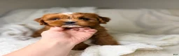 Cavapoo dogs for sale: Cosmo - Ad 2