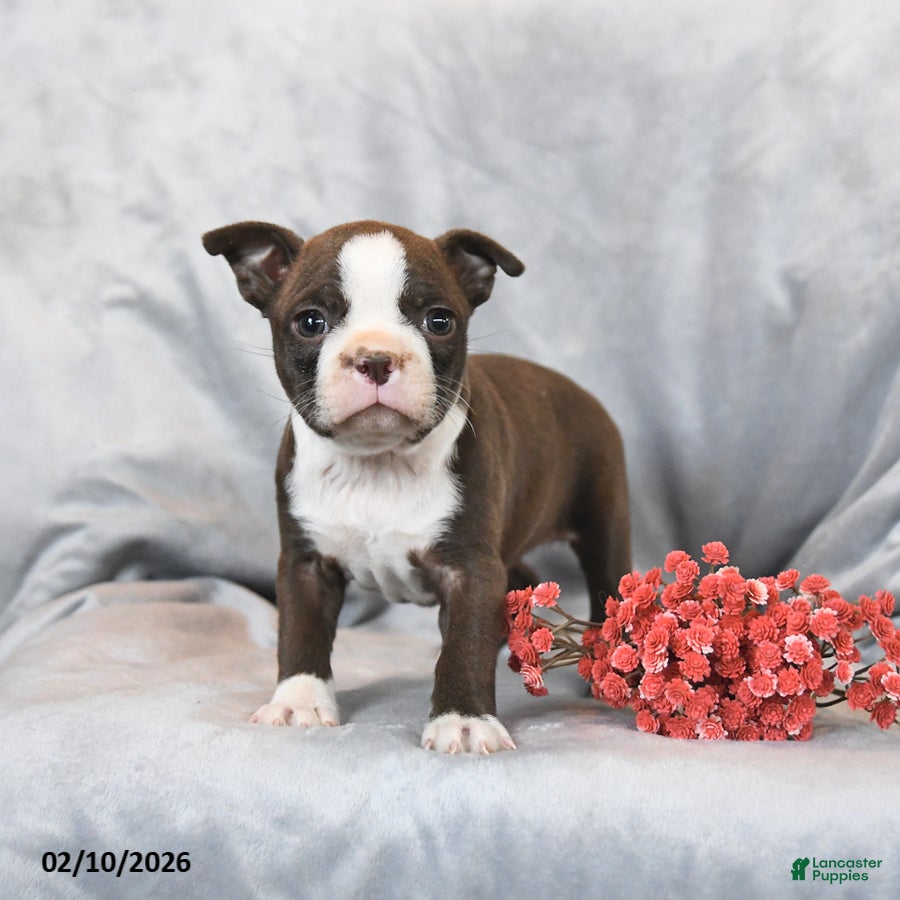 Boston Terrier dogs for sale: Minnie - Ad 1