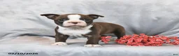 Boston Terrier dogs for sale: Minnie - Ad 1