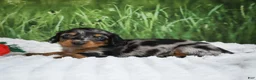 Miniature Dachshund dogs for sale: AKC Silas - Ad 2