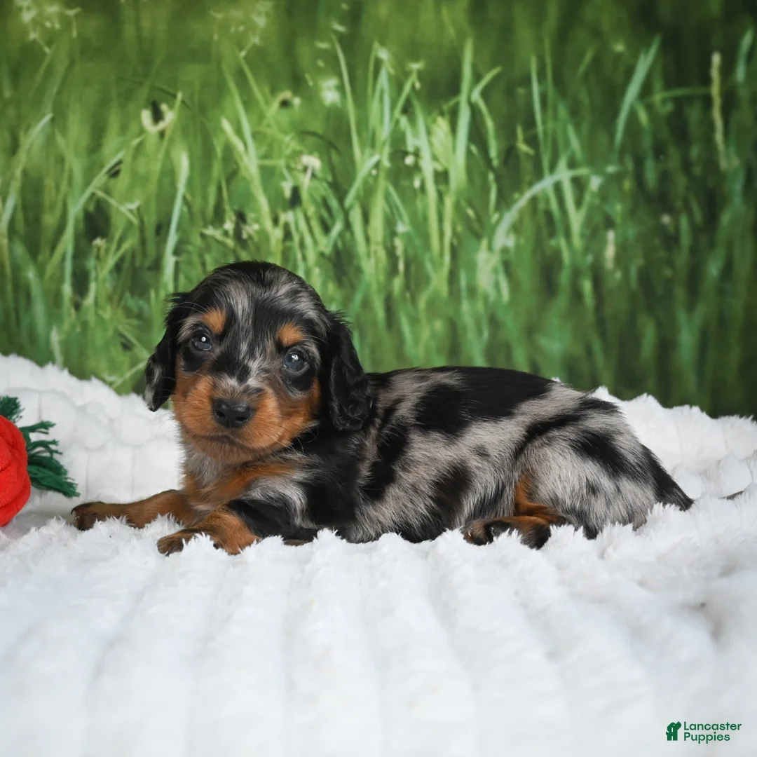 Miniature Dachshund dogs for sale: AKC Silas - Ad 2