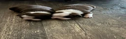 Boston Terrier dogs for sale: Pebbie - Ad 7