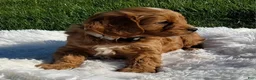 Cavapoo dogs for sale: Opal - Ad 2