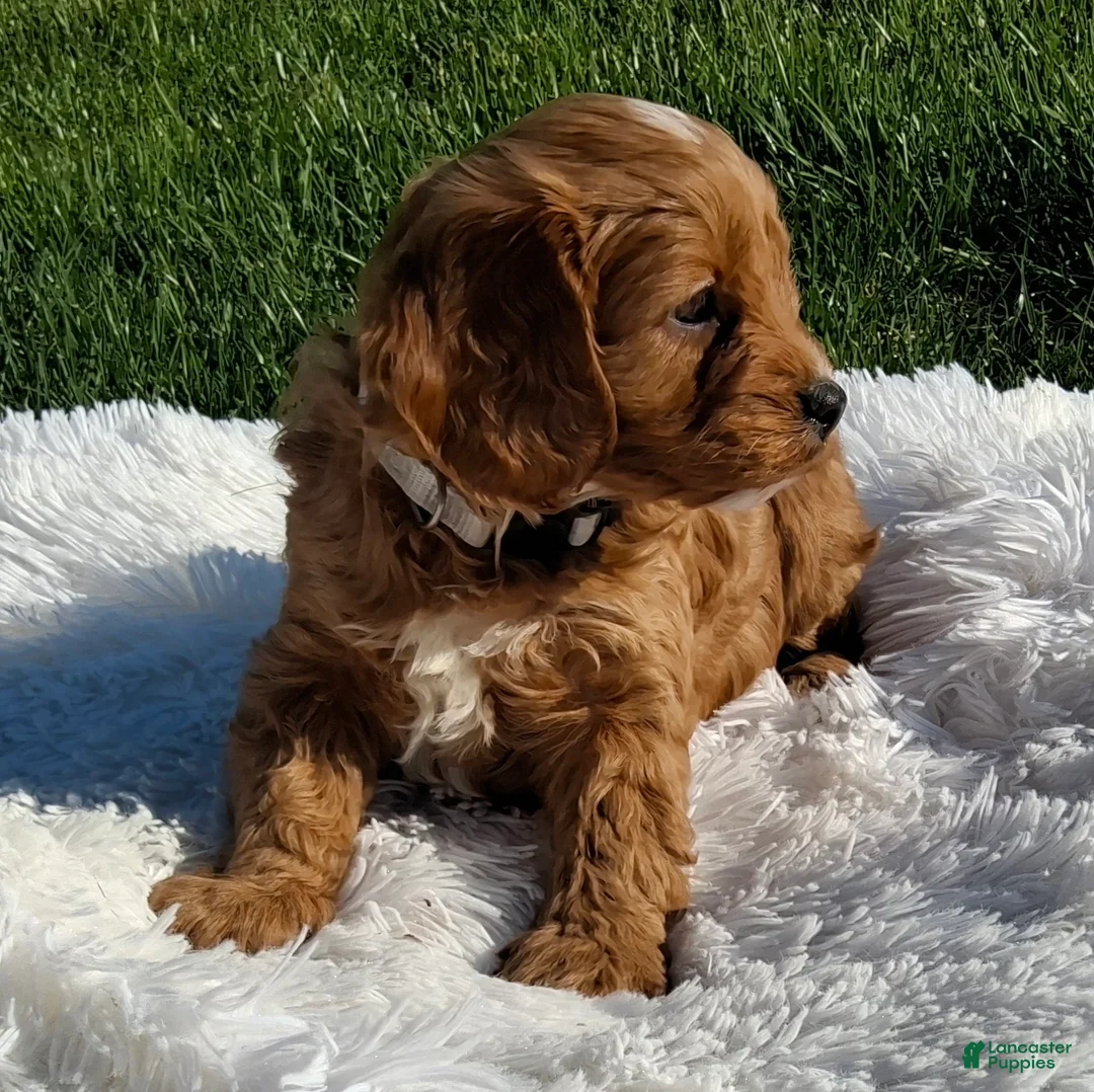Cavapoo dogs for sale: Opal - Ad 2