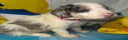 Aussiedoodle dogs for sale: Pink Collar  - Ad 5