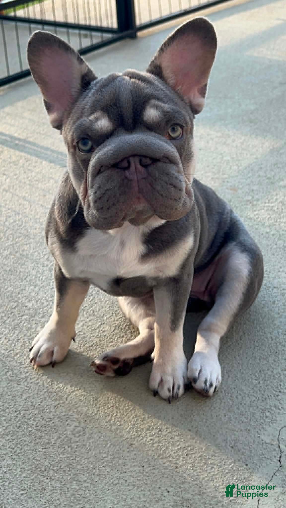 French Bulldog dogs French Bulldog Puppy Elsa Lilac Tan Big Rope Blue eyes 6 panel clear - Ad 41